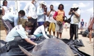 브라질 고래 떼죽음, 수십마리 ‘집단 자살’…충격