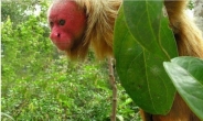 아마존 빨간 얼굴 원숭이, “엉덩이만 빨간 게 아니었네!”