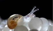 희귀 투명 달팽이, “유리같은 껍질…속 훤히”