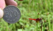 가장 작은 잠자리 발견, 겨우 1.7cm? “동전보다 작아”