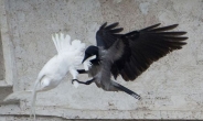 교황청 ‘평화의 비둘기’ 보호 위해 ‘매’ 스카우트…만우절 해프닝?