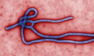에볼라 치료제 첫 개발사, 1조 돈방석 앉는다