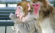 생후 8개월 ‘조로증’ 원숭이 세계최초 발견