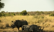 지난해 코뿔소 밀렵 1215마리… 21% 급증