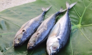 면역강화·두뇌발달…삼치·고등어·꽁치‘등푸른 생선’삼총사의 힘