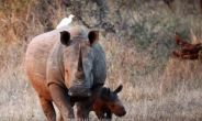‘북 외교관, 아프리카서 코뿔소 뿔 밀매하다 추방’