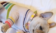 [슈퍼리치]‘토리버치’ 명품 스웨터 입은 SNS 犬스타
