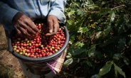 달러 강세 때문에…베트남은 커피 버리고, 브라질은 커피 늘리고