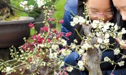 [포토 에세이 - 서울 양재동·고양 화훼공판장은 지금…] 빨주노초파남보…아우성 치는 봄봄봄…