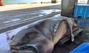 구마모토 강진 앞두고 희귀 심해 상어 포획…“새로운 지진의 전조현상”