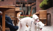 개도 호텔 카페 간다…남산 산책견에게 사료 제공