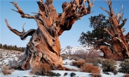 5000살 전세계 최고령 나무…비공개 슬픈 사연