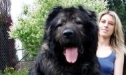 ‘곰 만한 개’ 70kg 오브차카 주인, 관리소홀로 벌금형