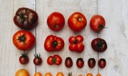돌아온 토마토의 계절…어떤 토마토를 먹을까?