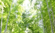 [포토] 여름휴가는 초록빛 담양 대나무 숲으로...