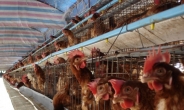 닭 64만 마리 살처분…수도권 조류인플루엔자 급속 확산
