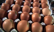‘달걀 대란’ 한국…미국, 스페인 2~3배