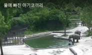 서울대공원 물에 빠진 아기 코끼리…초보 엄마 코끼리의 반응은?