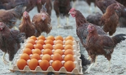 “정부 조사 믿을 수 있나”…적합 판정 달걀서 기준치 24배 살충제