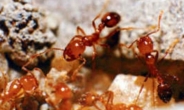 ‘살인 개미’ 국내 첫 발견… 북미서 한해 100명 사망