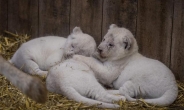 [세상은 지금]희귀종 새끼 백사자의 탄생…경사난 佛동물원