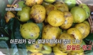 김세아 한 달 새 5.4kg 감량 비결…와일드망고 올바른 섭취법