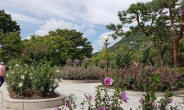 전국에서 일등, 가장 예쁜 꽃 핀 궁정동 무궁화동산