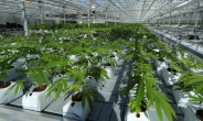 캐나다, 17일부터 대마초 합법화…산업ㆍ투자 ‘들썩’