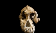 “이것이 380만년전 인류 조상의 얼굴”