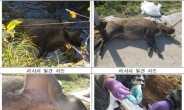 정부, 오늘부터 접경지역 멧돼지 포획…민관군 합동포획팀 투입