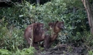 시베리아서 겨울잠 실패한 갈색곰, 민가 습격해 1명 사망
