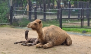 서울대공원, 태어난 지 한달된 낙타 유튜브로 만나세요~