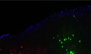 KAIST, 뇌 신경세포 3차원 분석기술 개발