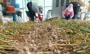 마늘·양파 생산단체, 재배면적 결정 참여한다