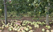 경북도, 태풍피해 사과·배·포도 긴급 수매