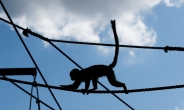 인간·원숭이 세포 결합해 新인류 탄생? ‘키메라’ 논란 가열