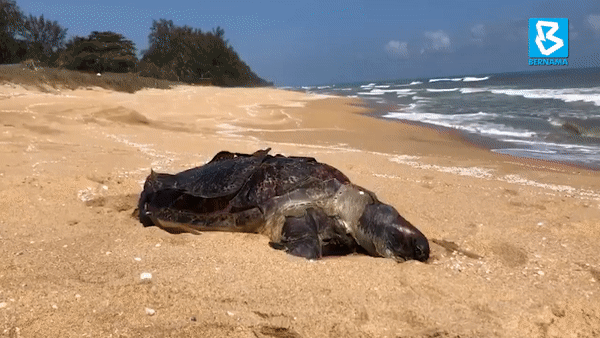 [영상] 플라스틱·폐그물·비닐봉지 때문에…숨진 바다거북 잇따라 발견 [나우,어스]