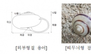 인공증식한 멸종위기 참달팽이 20마리, 홍도에 첫 방사