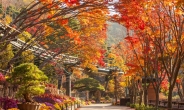 화담숲 10~11월 가을 단풍축제 내일 사전예약