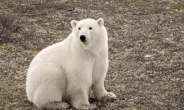 캐나다 처칠의 가을 북극곰 야생탐방..“그 분을 떠올리며”