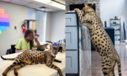 [영상]표범 아니야? 세계서 가장 긴 고양이의 ‘깜짝’ 역할 화제