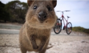 ‘행복한 미소’ 쿼카, 호주동물원서 무더기 폐사 무슨 일?