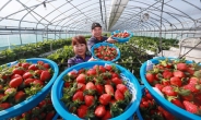 농식품부 “딸기값, 1년 전보다 저렴…공급량 늘어”