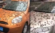 [영상] 차량 뒤덮은 ‘벌레 비’..진짜야? 가짜야? [차이나픽]