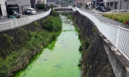 ‘피바다’ 이어 ‘녹차강물’까지…日 다쓰타강 형광녹색 변한 이유
