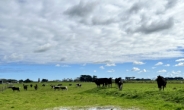 “땅속 이산화탄소 묻고도 소떼 완벽 방목” 호주가 ‘넷제로’ 열쇠 된 이유는? [비즈360]