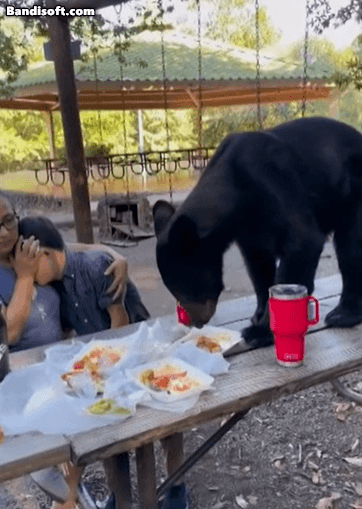 [영상] ‘고마워, 도시락만 먹어줘서’…가족 소풍에 불쑥 끼어든 흑곰