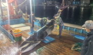 울진해경, 영해면 사진항 인근 해상 밍크고래 혼획 접수…7200만원에 위판