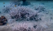 ‘하얀 사막’이 된 호주 그레이트 배리어 산호초