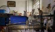 똥무더기에서 발견된 굶주린 고양이 43마리…주인이 받은 처벌은?